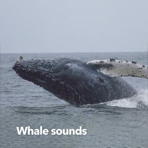 Whale Sounds - Nature Sounds