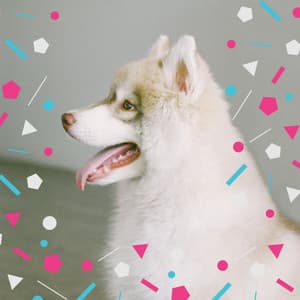 Guitar Chill Out - Background for Time With Pups - Dog Radio 1