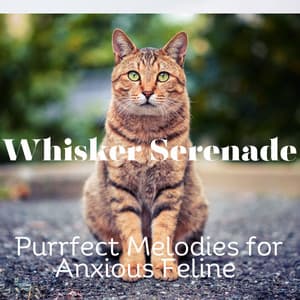 Whisker Serenade: Purrfect Melodies for Anxious Feline - RelaxMyCat