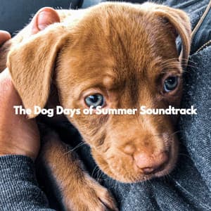 The Dog Days of Summer Soundtrack - Doggy Relaxing Sounds