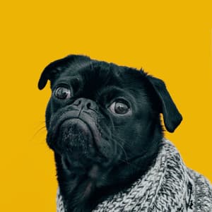 Hot Music for Chill Dogs - Trumpet and Alto Sax - Relaxing Dog Music Beats