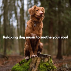 Relaxing dog music to soothe your soul - Música para Cocinar Playlists