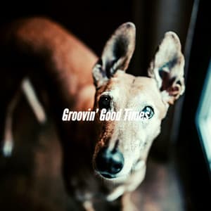 Groovin’ Good Times - Calm Dog Music