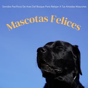Mascotas Felices: Sonidos Pacíficos De Aves Del Bosque Para Relajar A Tus Amadas Mascotas - Musica del bosque