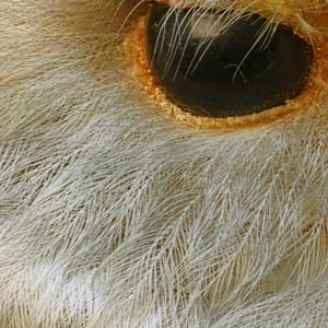 365 Complete Works 17 - Aidan O'Rourke