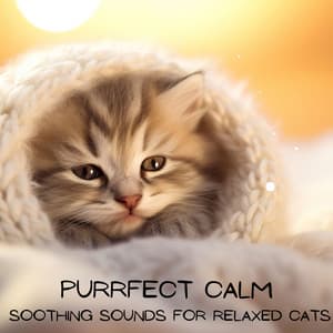 Purrfect Calm: Soothing Sounds for Relaxed Cats, Peaceful Nap Time & Stress-Free Felines - Music for Cat