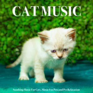 Cat Music: Soothing Music For Cats, Music For Pets and Pet Relaxation - Cat Music