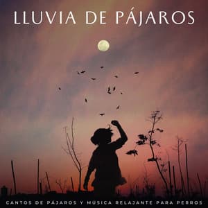 Lluvia De Pájaros: Cantos De Pájaros Y Música Relajante Para Perros - Príncipe de la lluvia