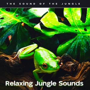 Relaxing Jungle Sounds - The Sound Of The Jungle