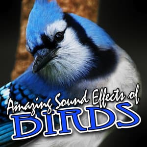 Amazing Sound Effects of Birds - Sound FX