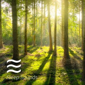 Soft Soothing Forest and Rain Sounds - Forest Sounds FX