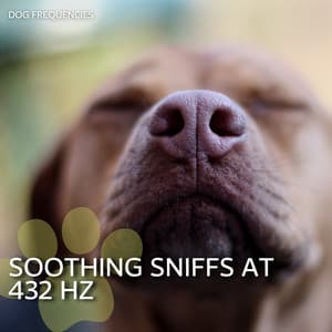 Soothing Sniffs at 432 Hz - Dog Frequencies