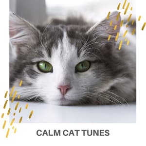 Calm Cat Tunes - Cat Music Experience
