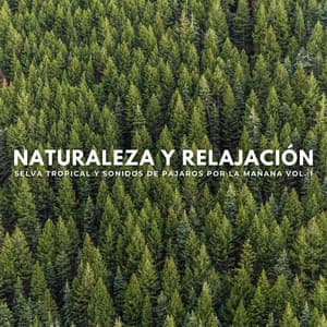 Naturaleza Y Relajación: Selva Tropical Y Sonidos De Pájaros Por La Mañana Vol. 1 - Empollón de la naturaleza