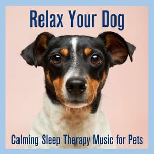 Relax Your Dog: Calming Sleep Therapy Music for Pets - Relaxmydog