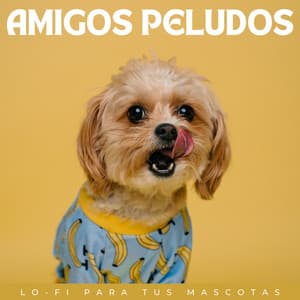 Amigos Peludos: Lofi Para Tus Mascotas - Triste chico LoFi