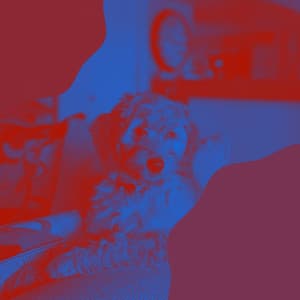 Atmospheric Ambiance for Sleepy Pups - Dog Jazz Playlist