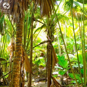 Panoramic Soundscape Of Jungle Life - Soothing Ambient