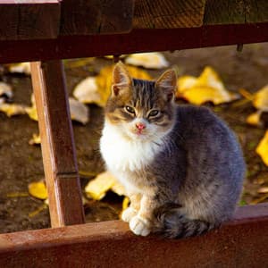 Piano Purrfection: Cat Serenade in Rain Harmony - Harmony River