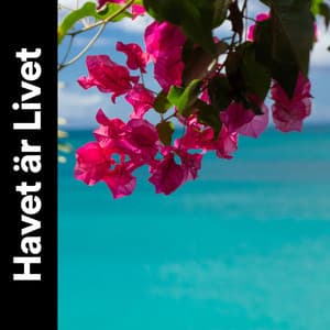 Havet är Livet - Avslappning och avspänning för dig