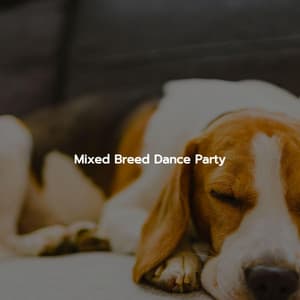 Mixed Breed Dance Party - Bossa Nova Lounge