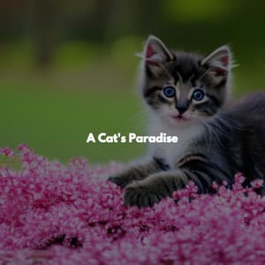 A Cat's Paradise - Jazz for Working Playlists