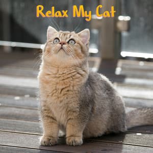 Relax My Cat - Music For Cats