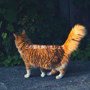 この猫を飼いましょう - Cooking Music Chill