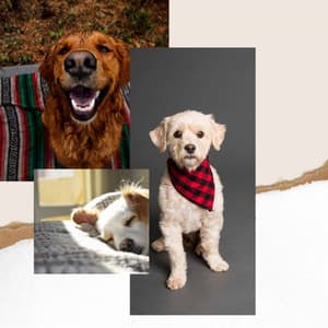 Backdrop for Doggy Dreams - Trumpet, Soprano Sax, Tenor Sax and Guitar - Relaxing Dog Music Playlists