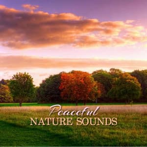 Peaceful Nature Sounds - Deep Sleep