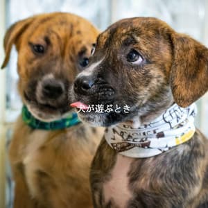 犬が遊ぶとき - Cooking Jazz