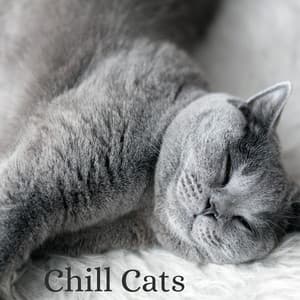 Chill Cats - Música para Gatos Curacion