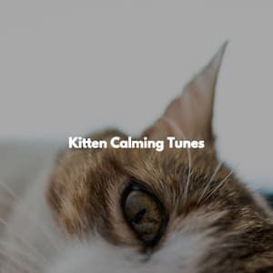 Kitten Calming Tunes - Musica de Jazz para Hoteles
