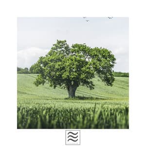 Meditation Soft Sounds of Bowls - Meditators