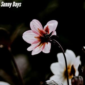 Sunny Days - Thursday Morning Jazz Playlist