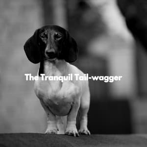 The Tranquil Tail-wagger - Smooth Jazz Music Academy