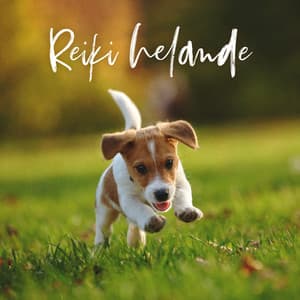 Reiki helande: Helande hundar och katter med ljudmusik - Hundmusik oas