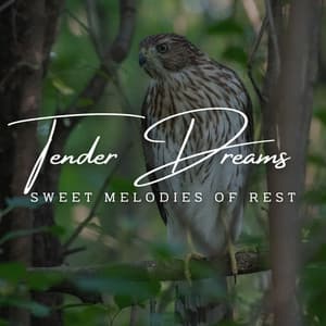 Lullaby Keys: Meditative Piano for Tender Dreams - Classical Piano Channel