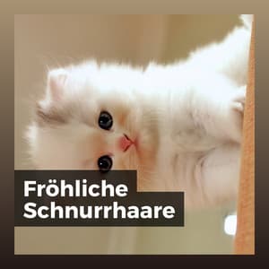 Fröhliche Schnurrhaare - Katzenmusik