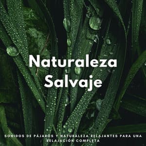 Naturaleza Salvaje: Sonidos De Pájaros Y Naturaleza Relajantes Para Una Relajación Completa - Pajaritos Cantando