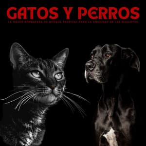 Gatos Y Perros: La Mejor Atmósfera De Bosque Tropical Para La Ansiedad De Las Mascotas - Biblioteca de Música Para Mascotas