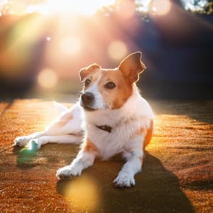 Música Suave Para Los Momentos Tranquilos De Los Perros - Naturaleza viva