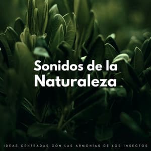 Sonidos De La Naturaleza: Ideas Centradas Con Las Armonías De Los Insectos - Naturaleza Calma