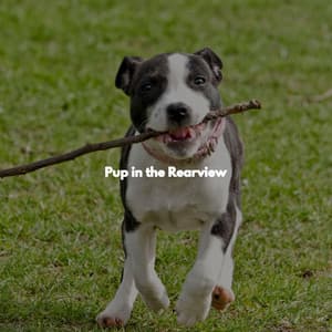 Pup in the Rearview - Night-Time Jazz