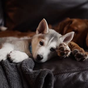 Entertaining Background for Nature and Dogs - Dog Jazz Music