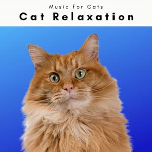 1 Music for Cats - Cat Relaxation