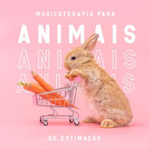 Musicoterapia para animais de estimação - Relaxamento profundo e tempo para dormir - Academia de Música para Animais
