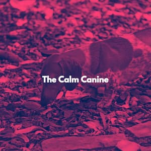The Calm Canine - Morgenmusik