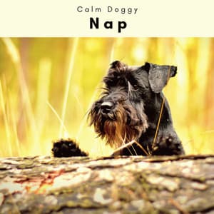 A Nap - Calm Doggy