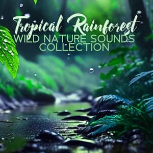 Tropical Rainforest – Wild Nature Sounds Collection, Soothing Music for Deep Sleep and Relaxation Meditation - Rain Music!